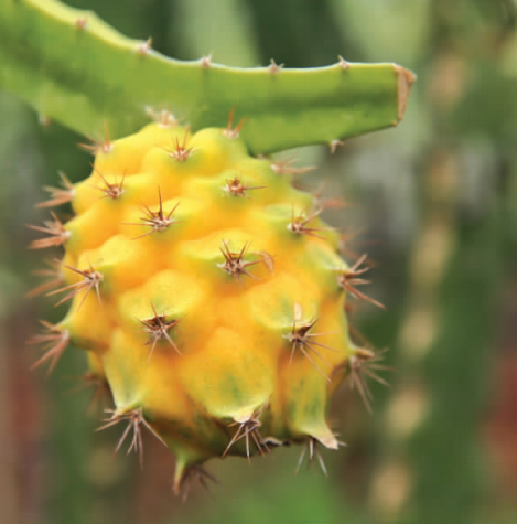 一畝田釋出水果新品種報告：紅肉蘋果、粉紅菠蘿等22個新品種入選