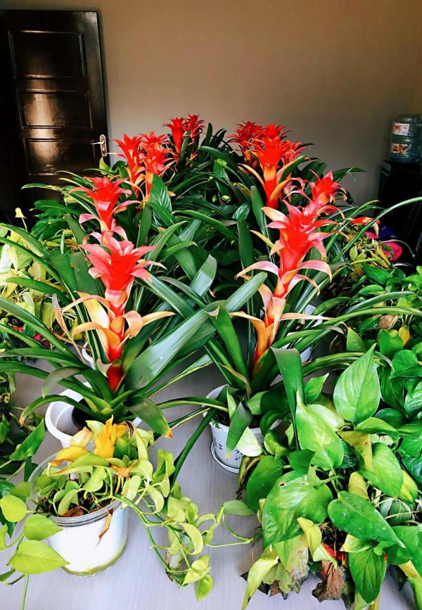 我家的花～剛剛換盆，還在緩秧期間。 圖片全部自拍