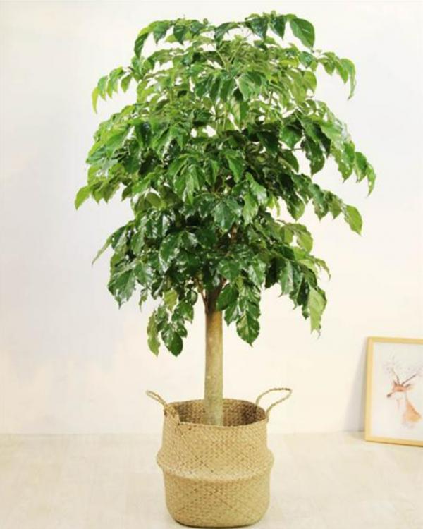 壹舍裝修：電視背景牆最合適擺放哪些植物？