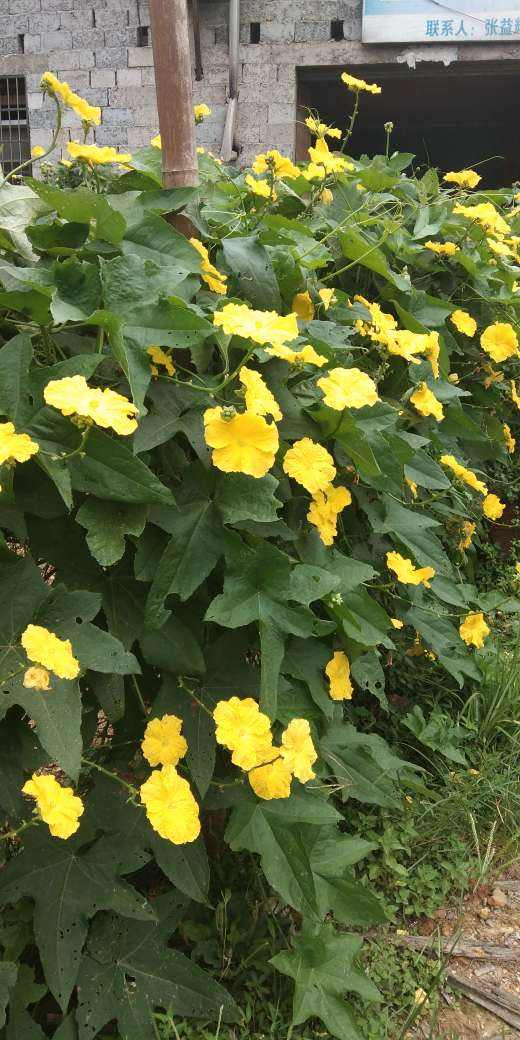 這窮裝的院子絕了,就花了100塊錢,有花有菜四季生機滿園 這窮裝的院子絕了,就花了100塊錢,有花有菜四季生機滿園