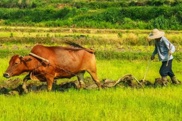 一句“吃了沒有”,深度體現了中國的歷史、中國的文化 一句“吃了沒有”,深度體現了中國的歷史、中國的文化