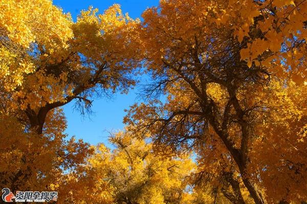 邂逅醉美金秋胡楊林