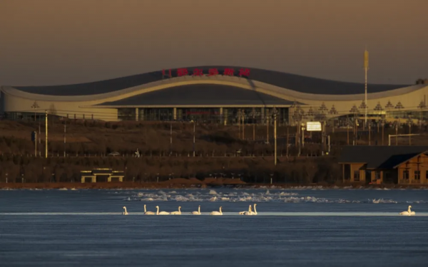 《鄂爾多斯鳥類》鳥種選登-疣鼻天鵝 《鄂爾多斯鳥類》鳥種選登-疣鼻天鵝