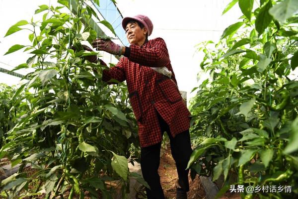 種植蔬菜巧用胺鮮脂,增產幅度能達到60%,實踐得出的結論 種植蔬菜巧用胺鮮脂,增產幅度能達到60%,實踐得出的結論