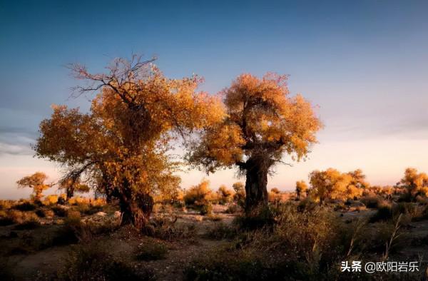 國內這6個地方的胡楊林，美得無法無天！此生一定要去看一次