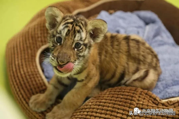 深秋時節，與動物相遇