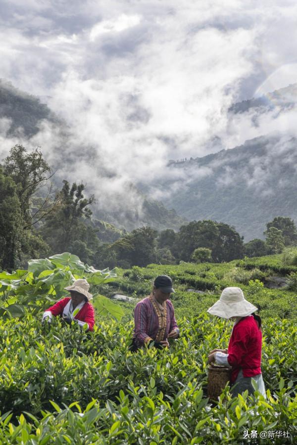 新華全媒+|這裡,是西藏林芝 新華全媒+|這裡,是西藏林芝