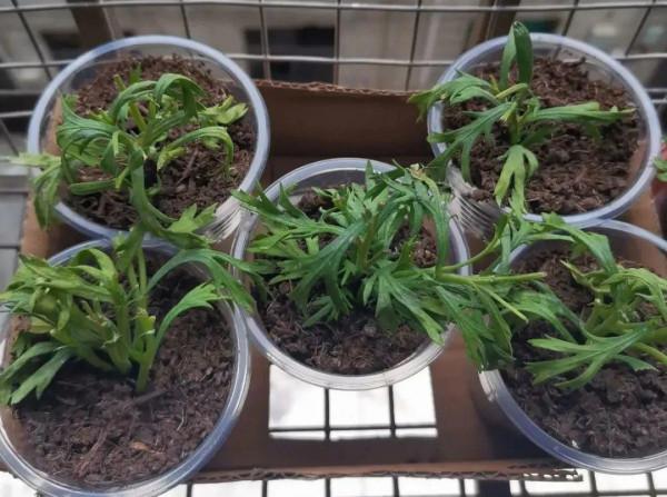 6種花別養老樁,越老越不開花,趕緊扦插備份 6種花別養老樁,越老越不開花,趕緊扦插備份