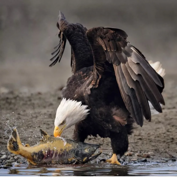 鷹跟雕原來是有區別的,你知道它們的區別在哪裡嗎? 鷹跟雕原來是有區別的,你知道它們的區別在哪裡嗎?