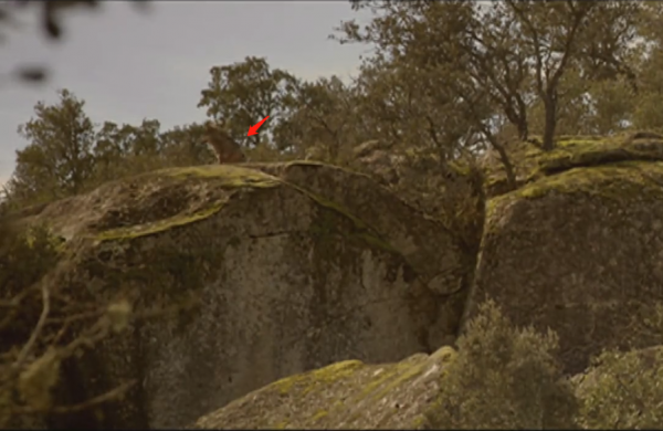 西班牙真實“狼孩”，與狼群一起生活了12年，後來怎麼樣了？