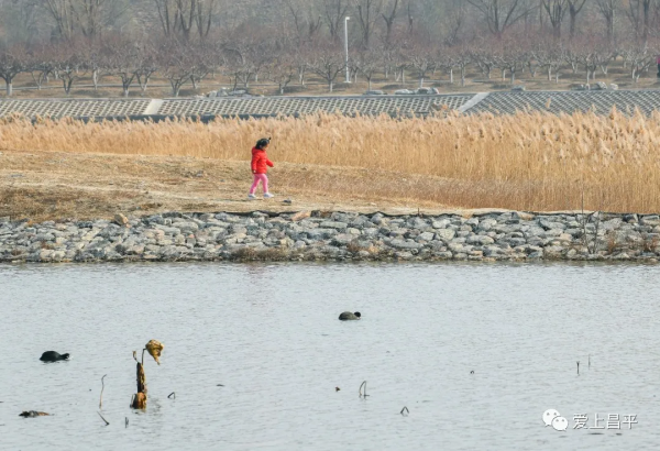 邂逅冬日浪漫！北京昌平這裡蘆葦成片，美得讓人心醉
