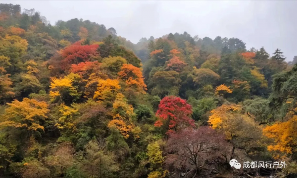 「卓西彩林」11月6號徒步臥龍邂逅卓西彩林 「卓西彩林」11月6號徒步臥龍邂逅卓西彩林