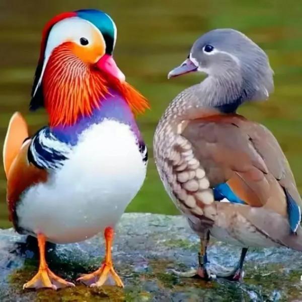 分享圖片心心相惜，不離不棄的鳥精靈