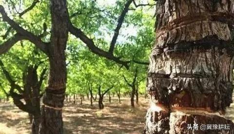 俗話說：“果樹割一刀，產量翻倍高”，是何道理？啥時候割好？