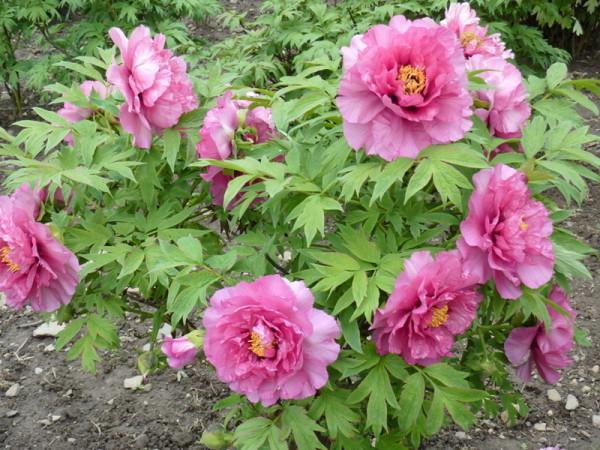 秋分,又是種植牡丹花的時節,國色天香誰人不愛呢 秋分,又是種植牡丹花的時節,國色天香誰人不愛呢