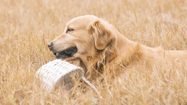 瀕臨冬季零下氣溫狗媽媽臨盆期在牆角打顫,男主人打它不敢回家 瀕臨冬季零下氣溫狗媽媽臨盆期在牆角打顫,男主人打它不敢回家