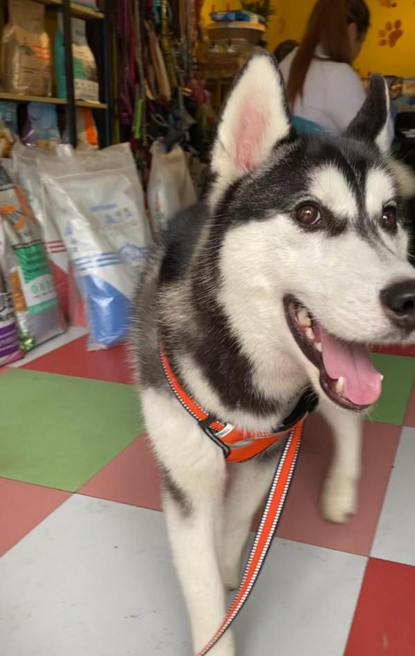 狗主人寄養二哈後再也不露面 還回簡訊“不是我的狗” 狗主人寄養二哈後再也不露面 還回簡訊“不是我的狗”