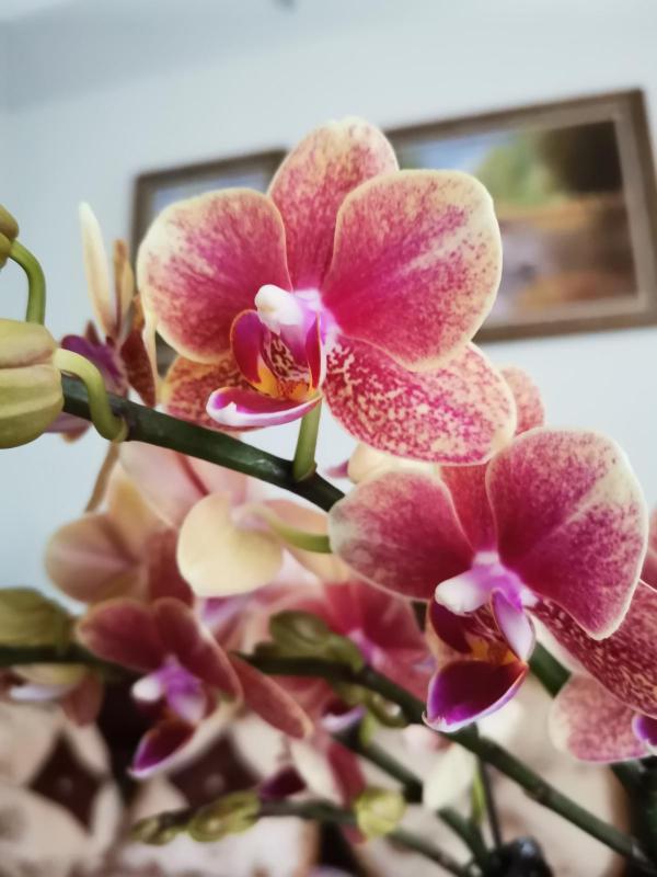 10種花,秋天種下正合適,錯過了要再等一年 10種花,秋天種下正合適,錯過了要再等一年