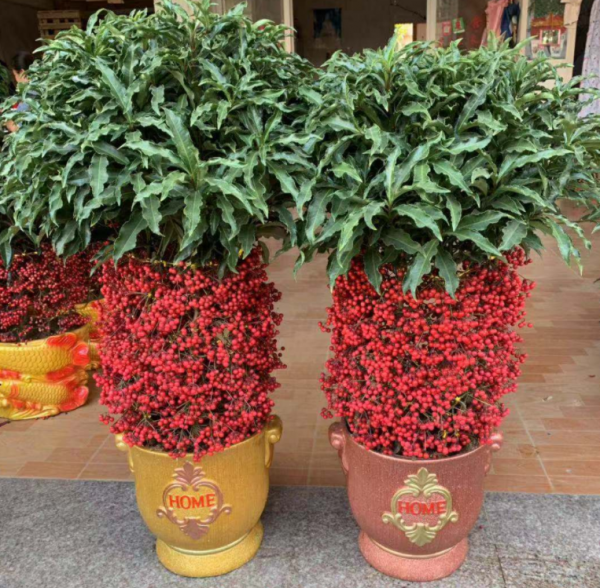 7種&OpenCurlyDoubleQuote;吉祥果&rdquo;家裡放一盆，鮮紅欲滴真可愛，喜氣洋洋顯&OpenCurlyDoubleQuote;富貴&rdquo;