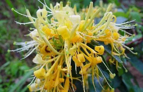 我國南北方分別適合種植什麼藥材?答案在這裡,附帶售價 我國南北方分別適合種植什麼藥材?答案在這裡,附帶售價