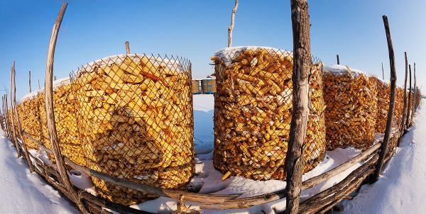 12.25玉米、小麥中午漲、跌廠企速報