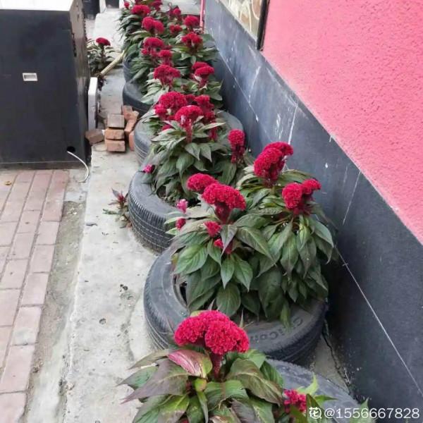 50種花春天播種，長滿小院子，能開一整年