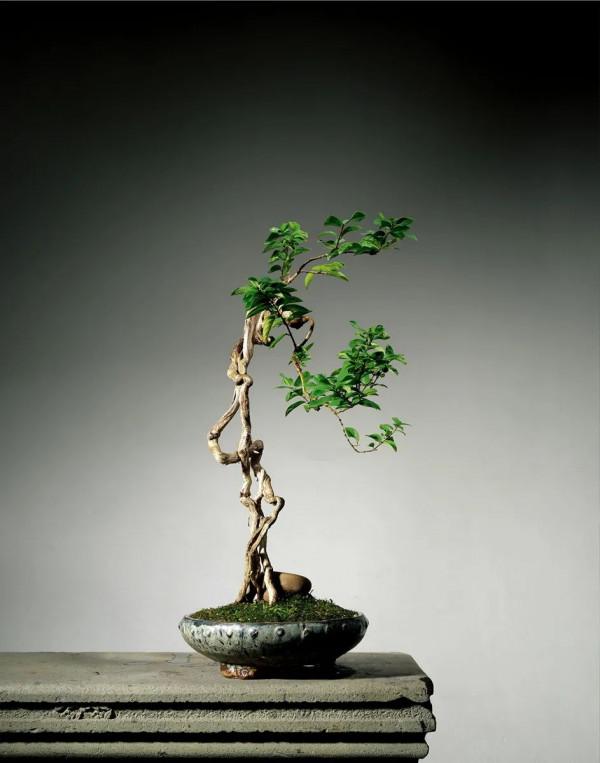 金銀花根系發達,一造型便“立竿見影”,輕鬆獲取盆景製作的歡樂 金銀花根系發達,一造型便“立竿見影”,輕鬆獲取盆景製作的歡樂