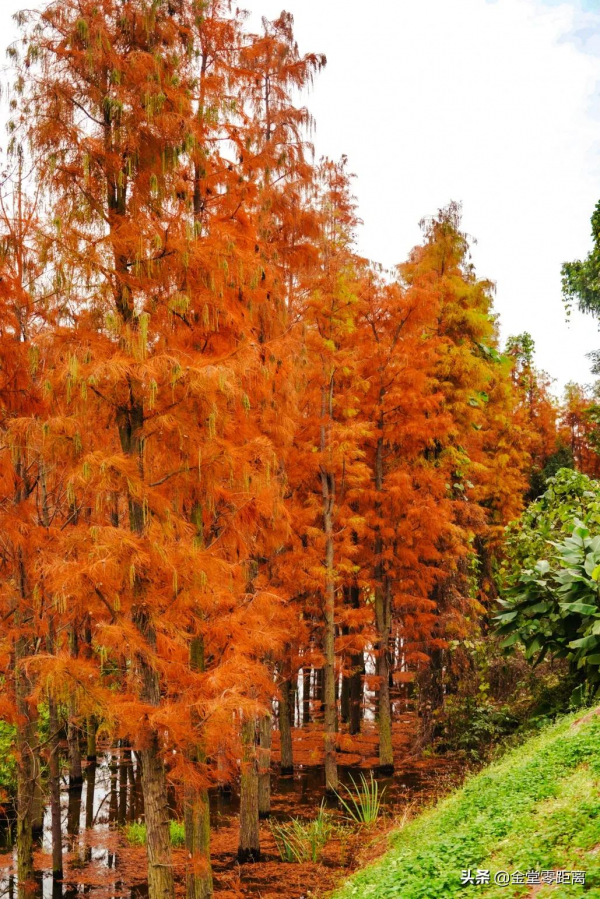 金堂“光霧山”!私藏在這處公園裡的冬日幻境 金堂“光霧山”!私藏在這處公園裡的冬日幻境