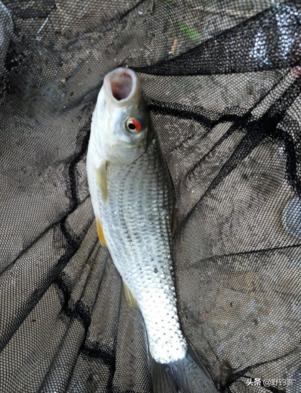 野釣客帶你走近-赤眼鱒