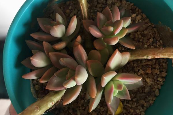 發現多肉植物掉葉子,可以這麼處理 發現多肉植物掉葉子,可以這麼處理