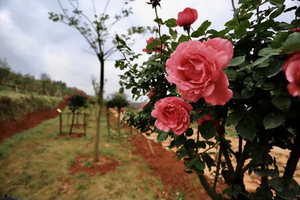 新版《天龍八部》正在熱映！雲南這些小眾取景地火了