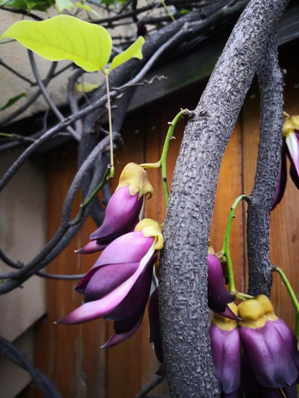 禾雀花：猶如禾雀飛舞