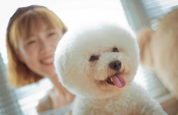 你適合養“公比熊”還是“母比熊”？看完就不用糾結了