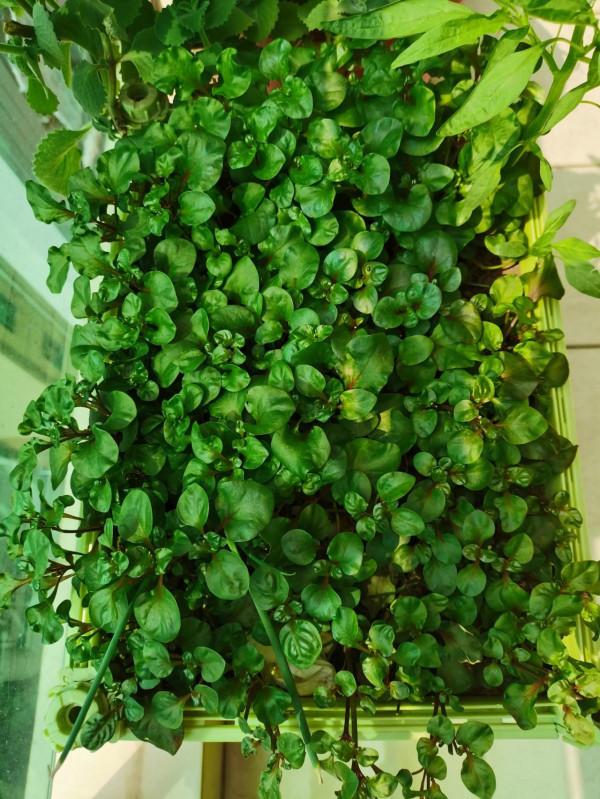 真正的陽臺懶人菜,錦繡莧,只需一棵就能爆盆 真正的陽臺懶人菜,錦繡莧,只需一棵就能爆盆