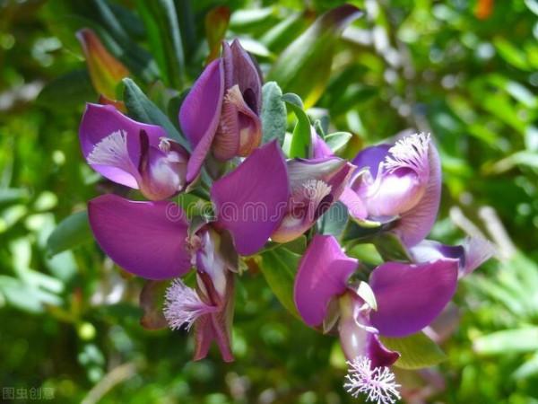 很獨特的花兒，不忍心獨享。你可能沒見過幾樣。有幾種你認識的？