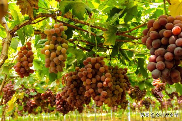 磷酸二氫鉀五個自制配方，用在蔬菜和果樹等作物上，效果最棒