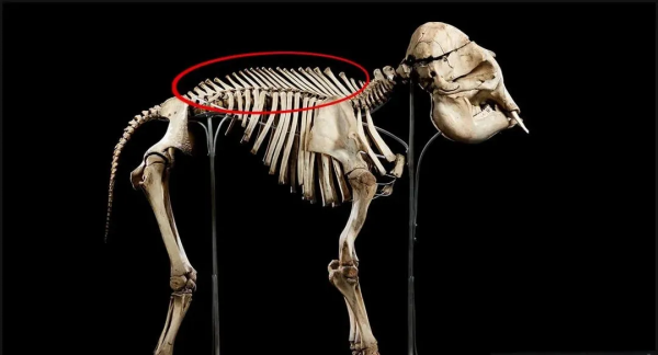 25個難以置信的動物事實,一個比一個神奇… 25個難以置信的動物事實,一個比一個神奇…