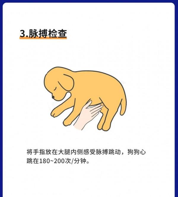 狗狗急救指南！(關鍵時刻可救狗命)