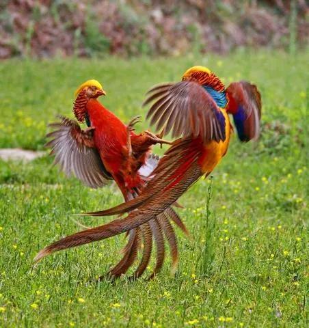 分享圖片：比鳳凰還美麗的鳥三十多款