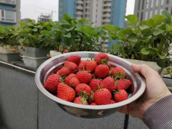 難忘的2021年樓頂菜園(上) 難忘的2021年樓頂菜園(上)