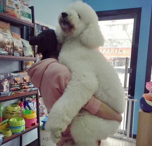 這幾種狗，人稱“會呼吸的人民幣”，非土豪養不起