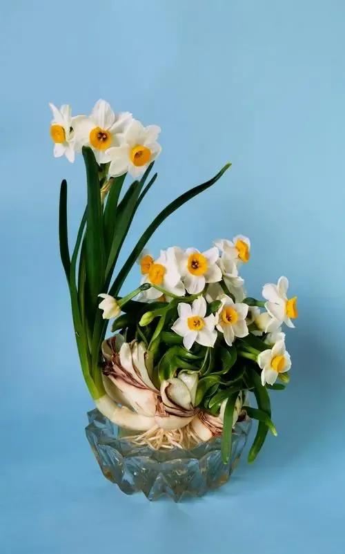 喜歡水仙造型嗎？這份水仙雕刻技巧，送給你》