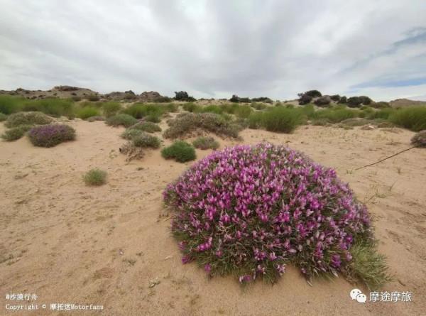 我的花甲之旅——沿途溼地沼澤,鳥語花香,森林草原,牛羊肥壯 我的花甲之旅——沿途溼地沼澤,鳥語花香,森林草原,牛羊肥壯