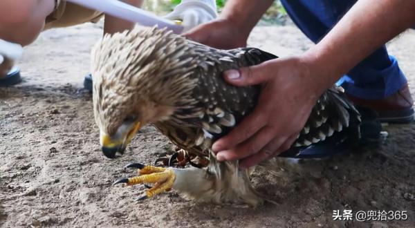 罕見!神秘猛禽首次現身湖南華容,專家親自鑑定,網友:大有來頭 罕見!神秘猛禽首次現身湖南華容,專家親自鑑定,網友:大有來頭