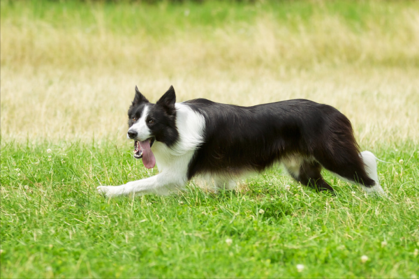 這六種狗無緣當警犬,再聰明也不行,看到二哈的原因忍不住笑了 這六種狗無緣當警犬,再聰明也不行,看到二哈的原因忍不住笑了