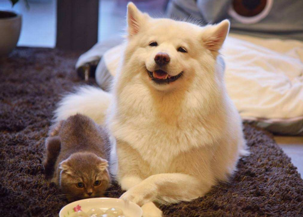 撒嬌狗狗最好命！盤點狗界撒嬌狂，養一隻很幸福