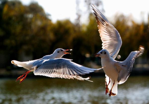 鶼怎麼讀?鶼的讀音和意思 鶼怎麼讀?鶼的讀音和意思