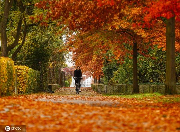 德國柏林秋日童話 層林盡染美如畫卷 德國柏林秋日童話 層林盡染美如畫卷