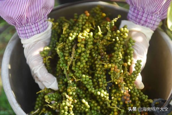 海南胡椒收購價格行情（2021年10月20日）