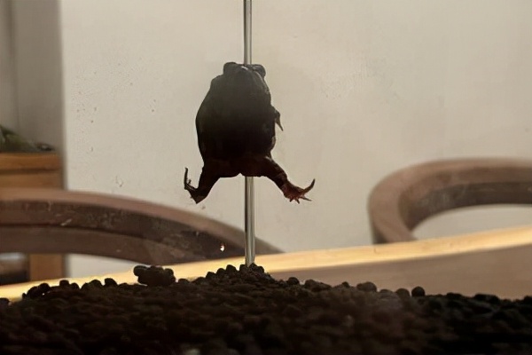 青蛙飄浮在空中？主人曝「側面真相」笑：以為外星人要帶走它